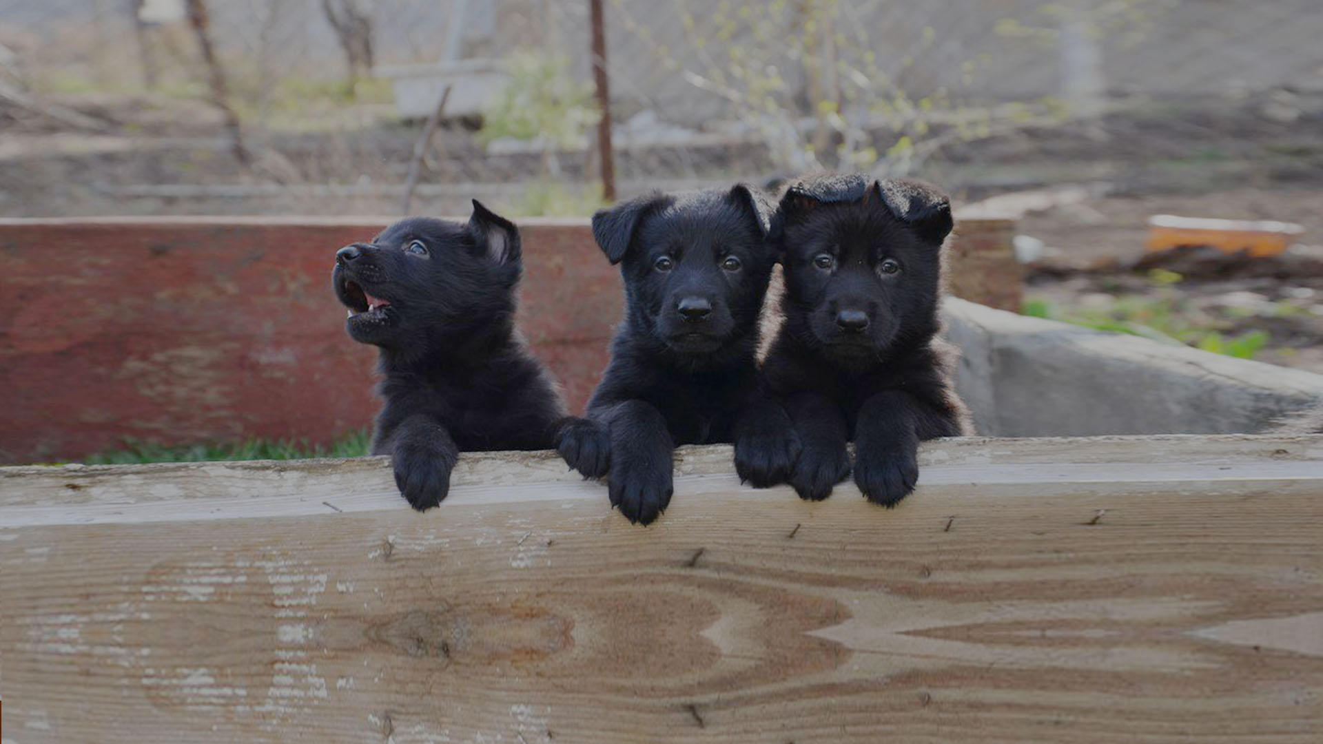 head-puppies-1920х1080